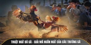 thuật ngữ đá gà